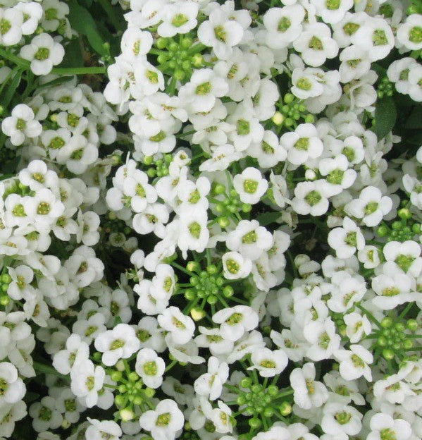 Alyssum North Face White