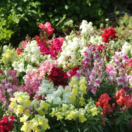 Antirrhinum Snapshot Mixture