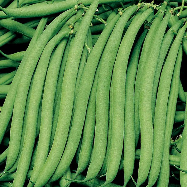 Beans Malelane (Bush Bean)