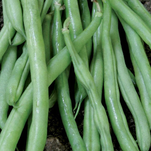 Beans Bush Contender (Bush Variety)