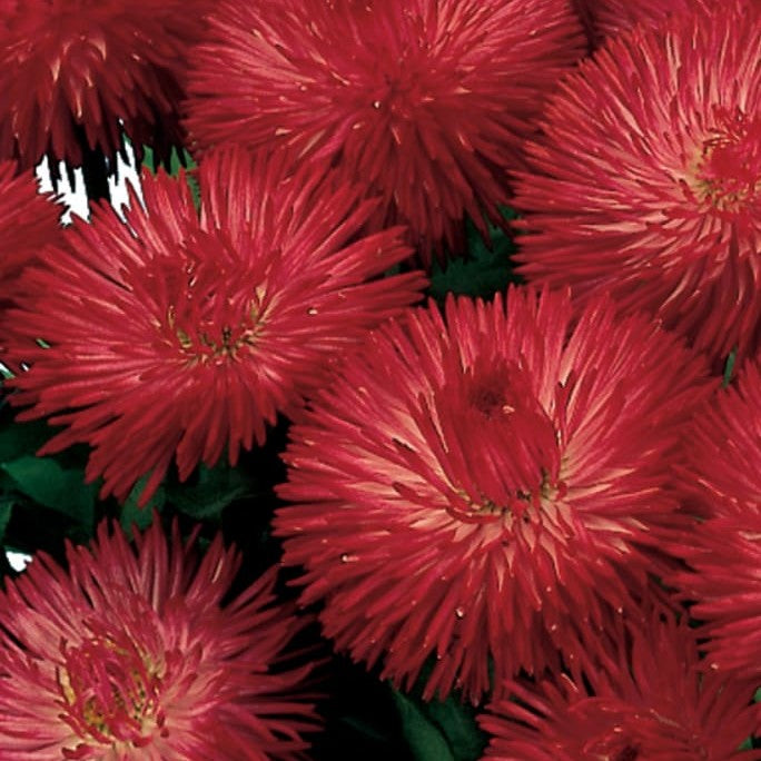 Bellis Habanera Red