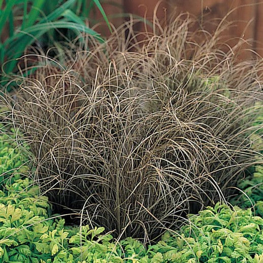 Carex Bronze Curls