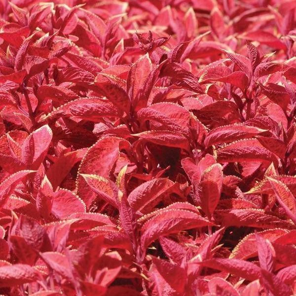 Coleus Wizard Sunset
