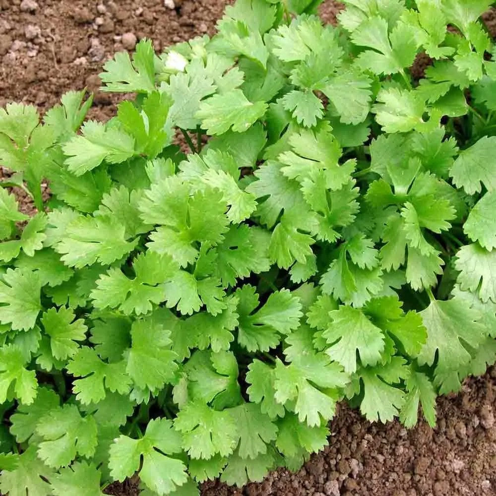 Coriander Slow Bolt