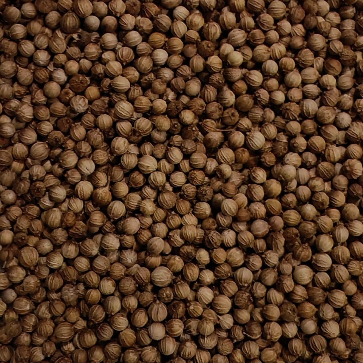 Coriander Mircrogreen Seeds