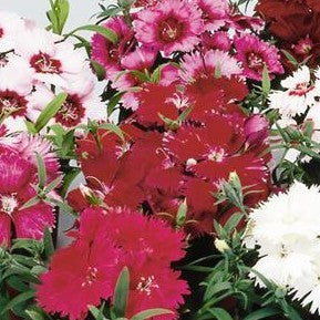 Dianthus Diana Formula Mix