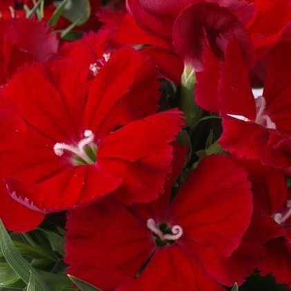 Dianthus Diana Scarlet