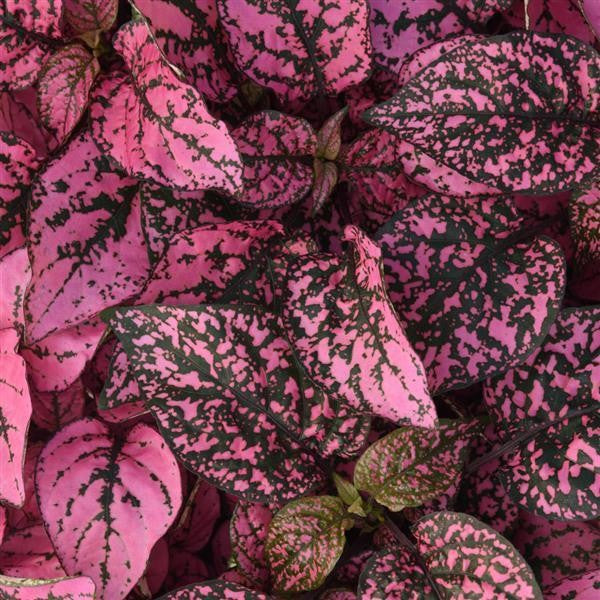 Hypoestes Splash Select Rose