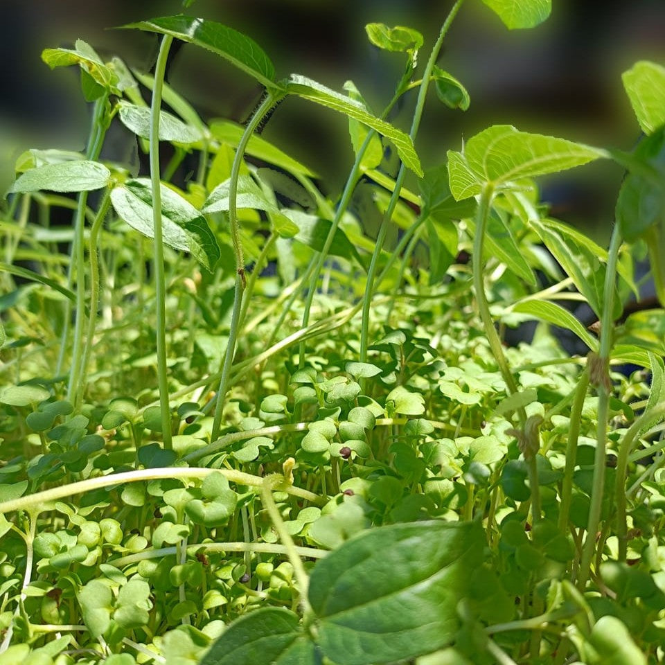 Italian Seed Mix Sprouting Seed