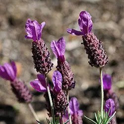 Lavender Multifida Spanish Eyes