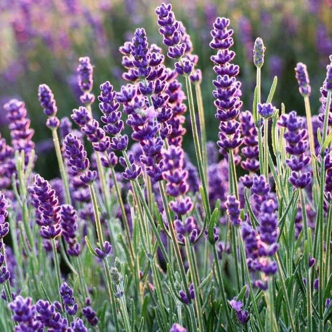 Lavender True Lavender