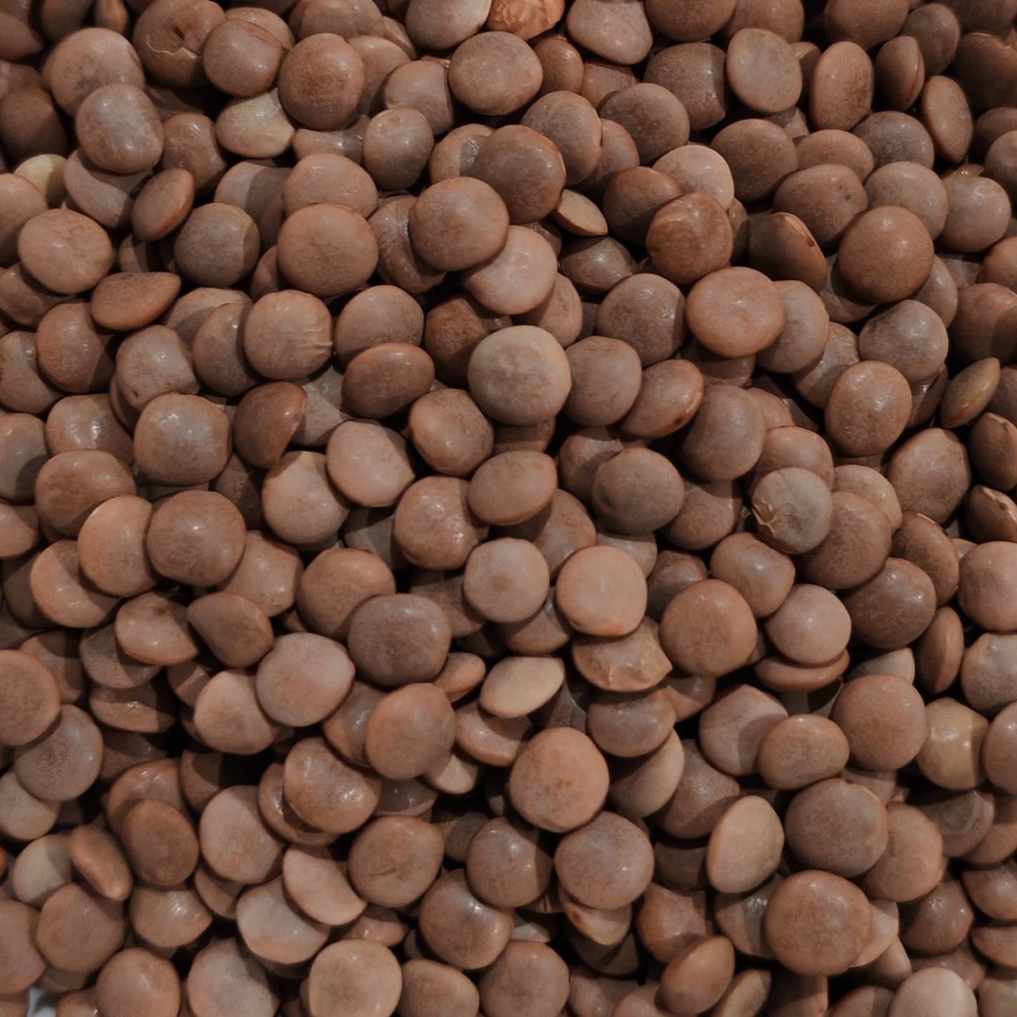 Lentils Brown/Black Sprouting Seed
