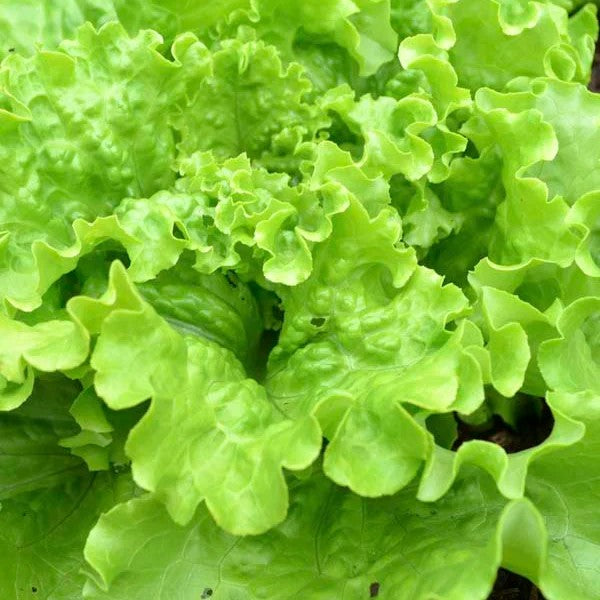 Lettuce Batavia