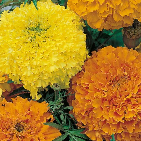 Marigold Crackerjack Mix