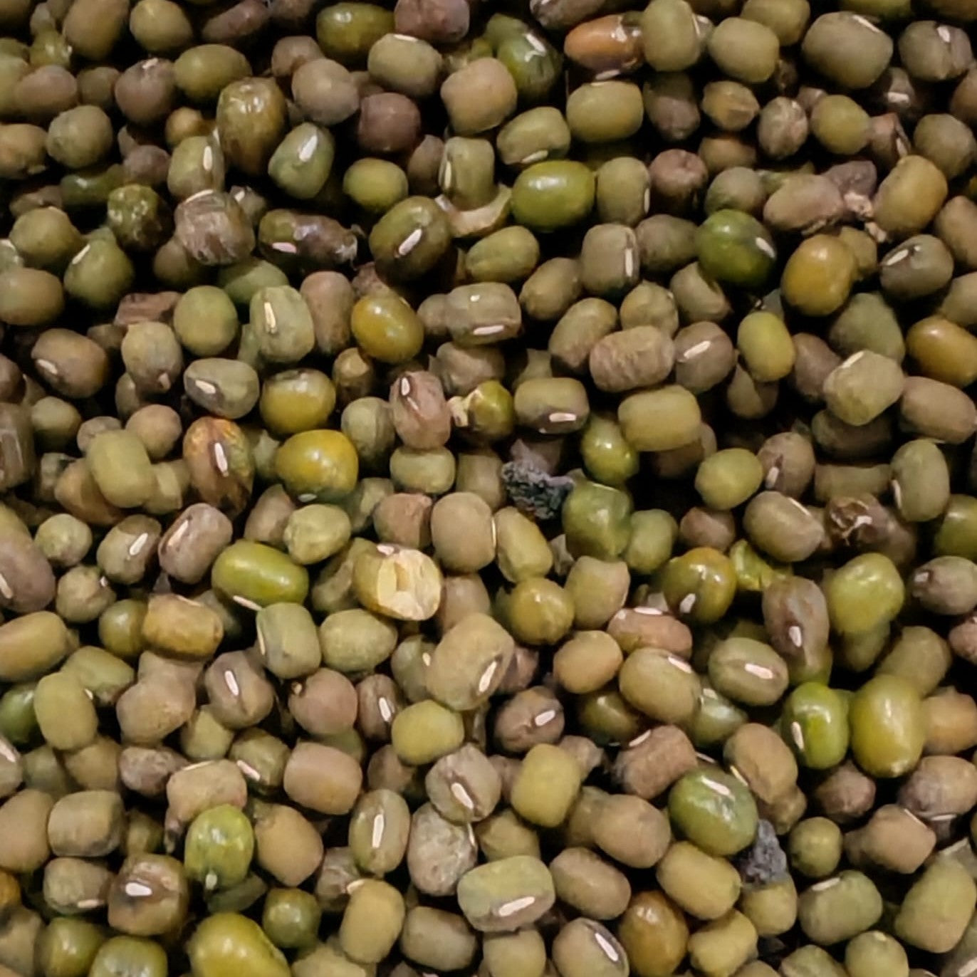 Mung Beans Sprouting Seeds