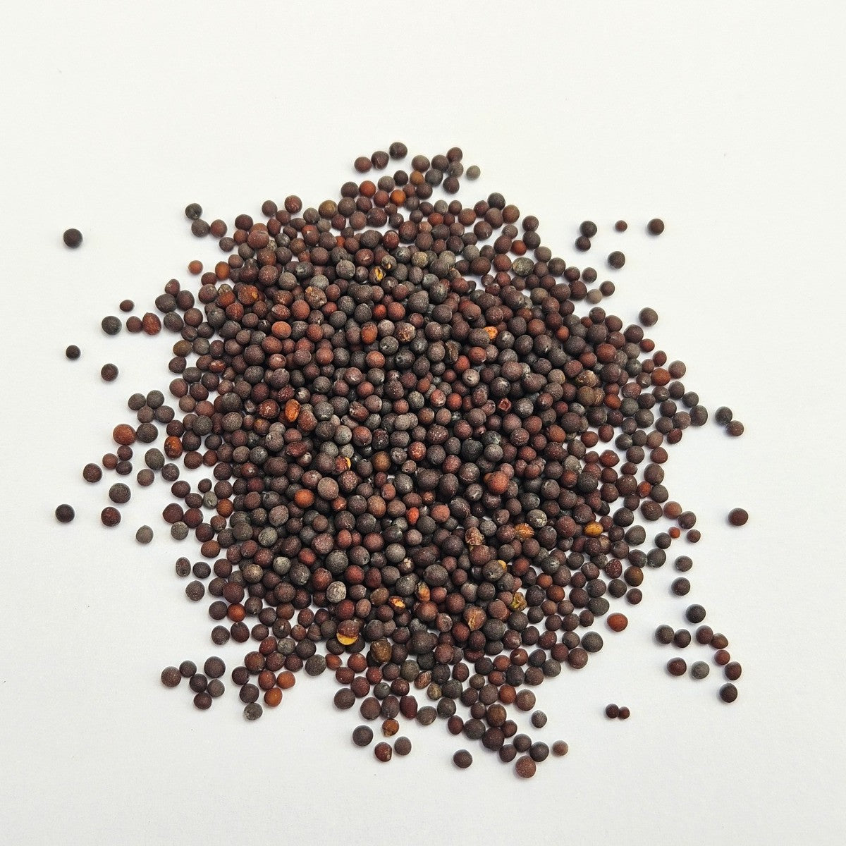 Mustard Black Sprouting Seeds