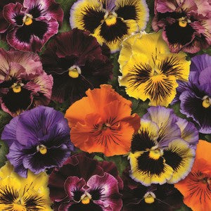Pansy Frizzle Sizzle F1 Mix