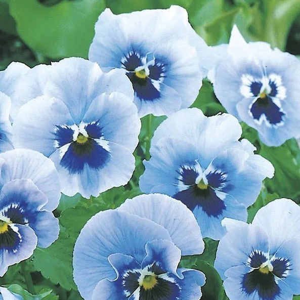 Pansy Punch Light Blue
