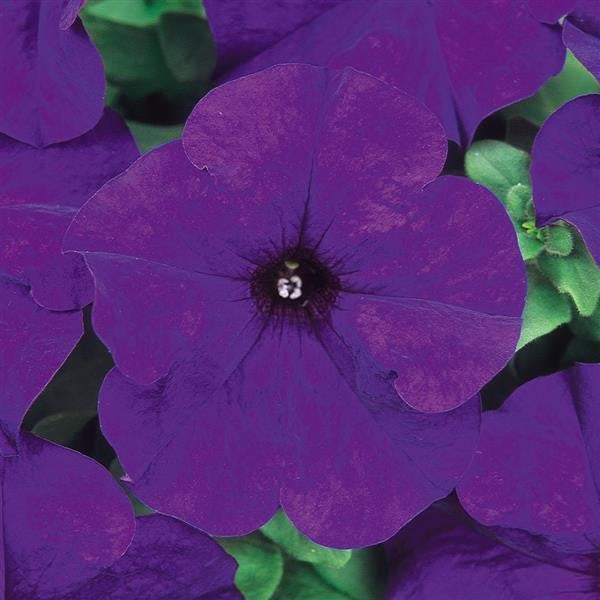 Petunia Deams Midnight