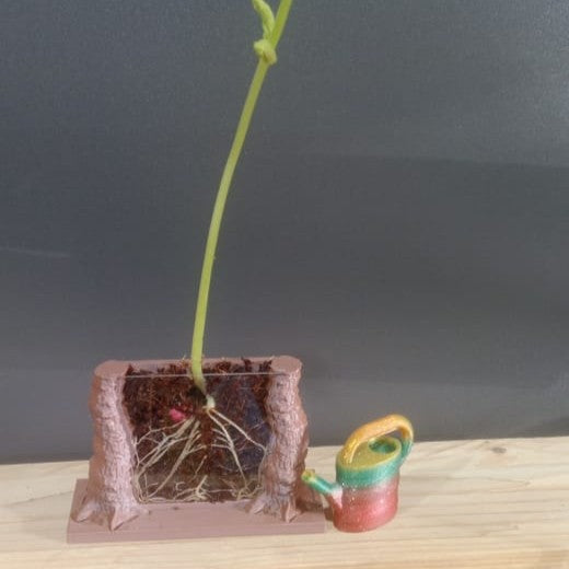Root Viewer Planter