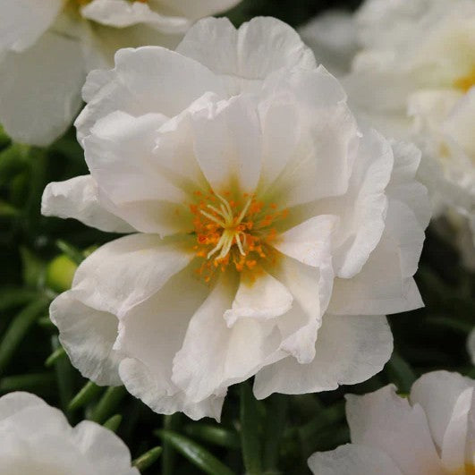 Portulaca Happy Hours Coconut