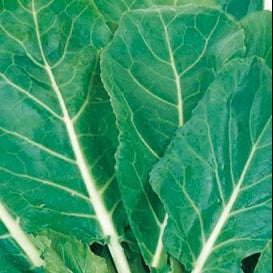 Rape English Giant Essex