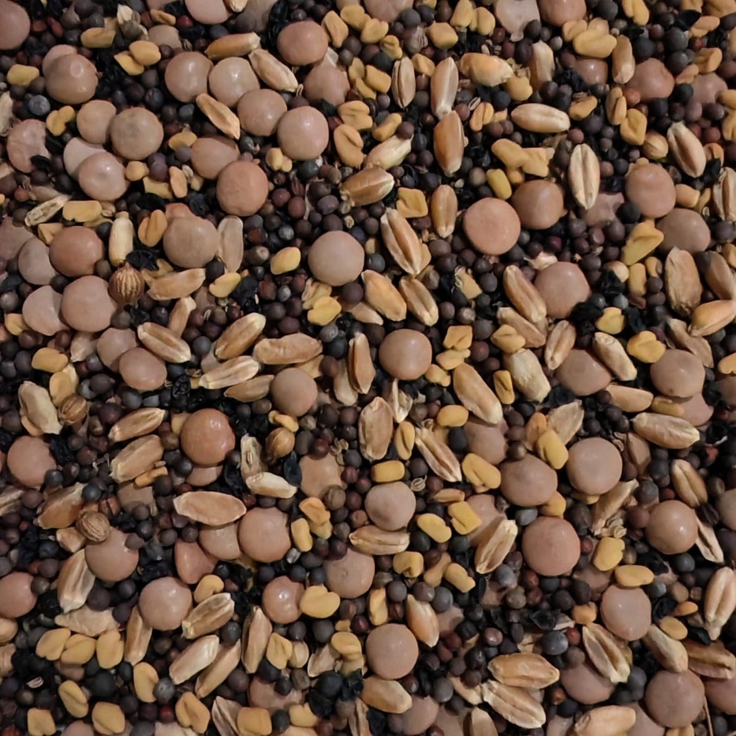 Russian Salad Mix Blend Sprouting Seed