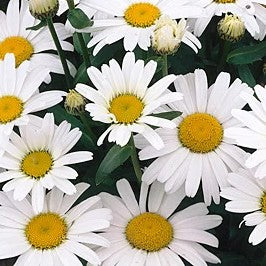 Shasta Daisy F1 Snow