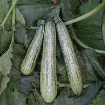 Baby Marrow Squash Caserta