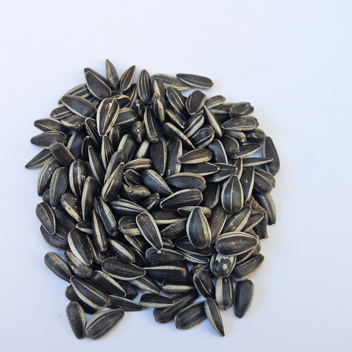 Sunflower Black Whole Microgreen Seeds
