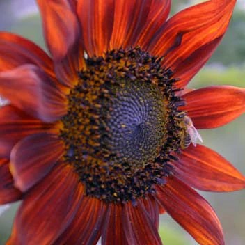 Sunflower Red Sun