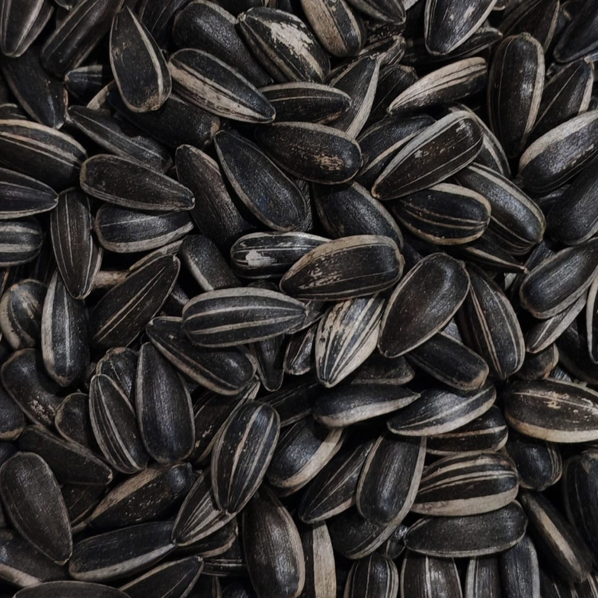 Sunflower Whole B&W Microgreen Seeds