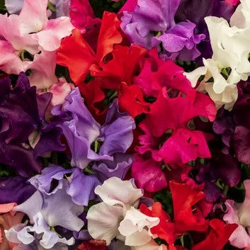 Sweetpea Mammoth Mix