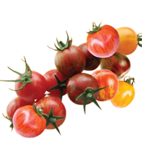 Tomato Artisan Bumble Bee Mix