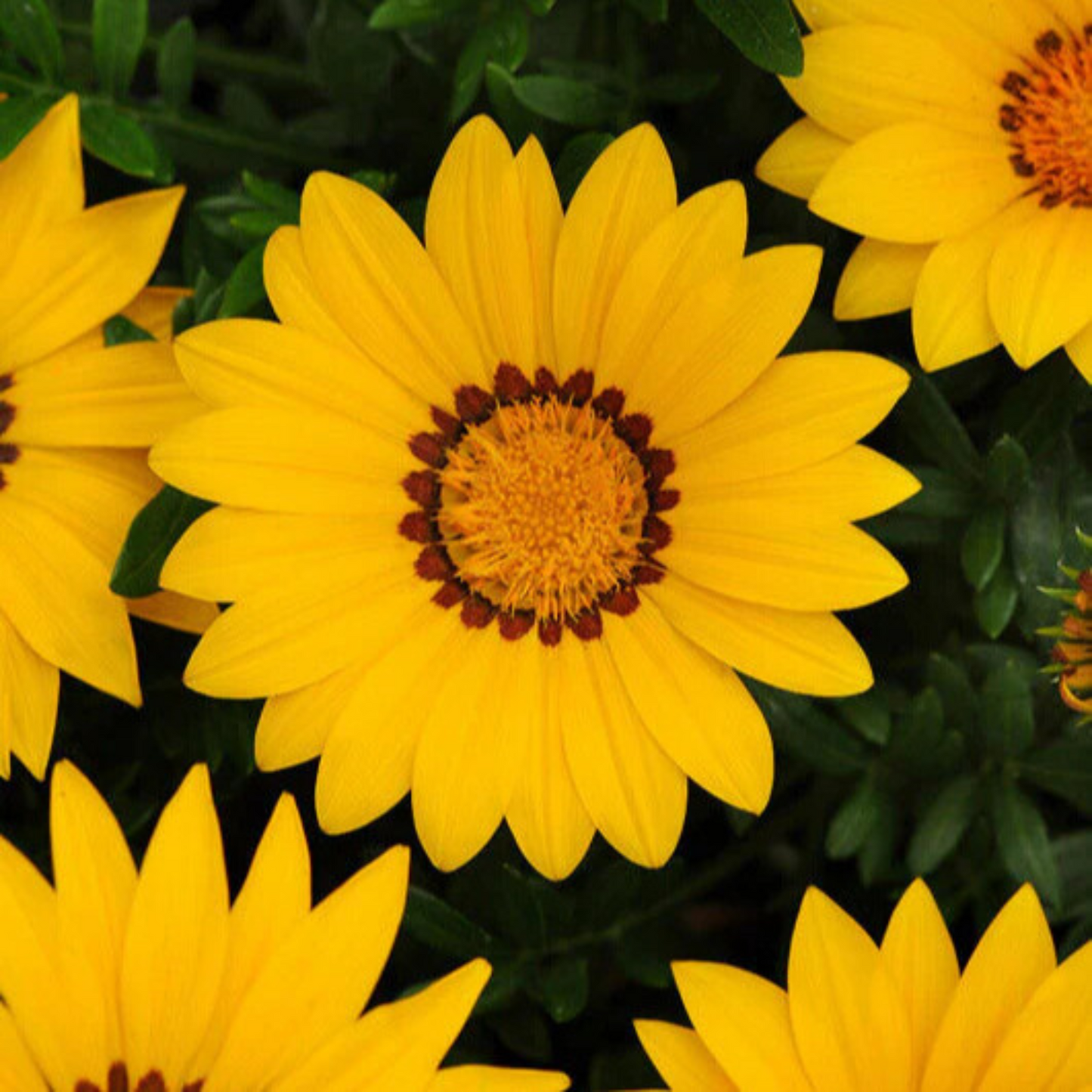 Gazania Kiss Frosty Yellow