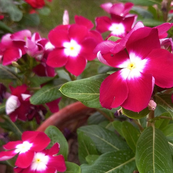 Vinca Pacifica Halo Cherry Red XP