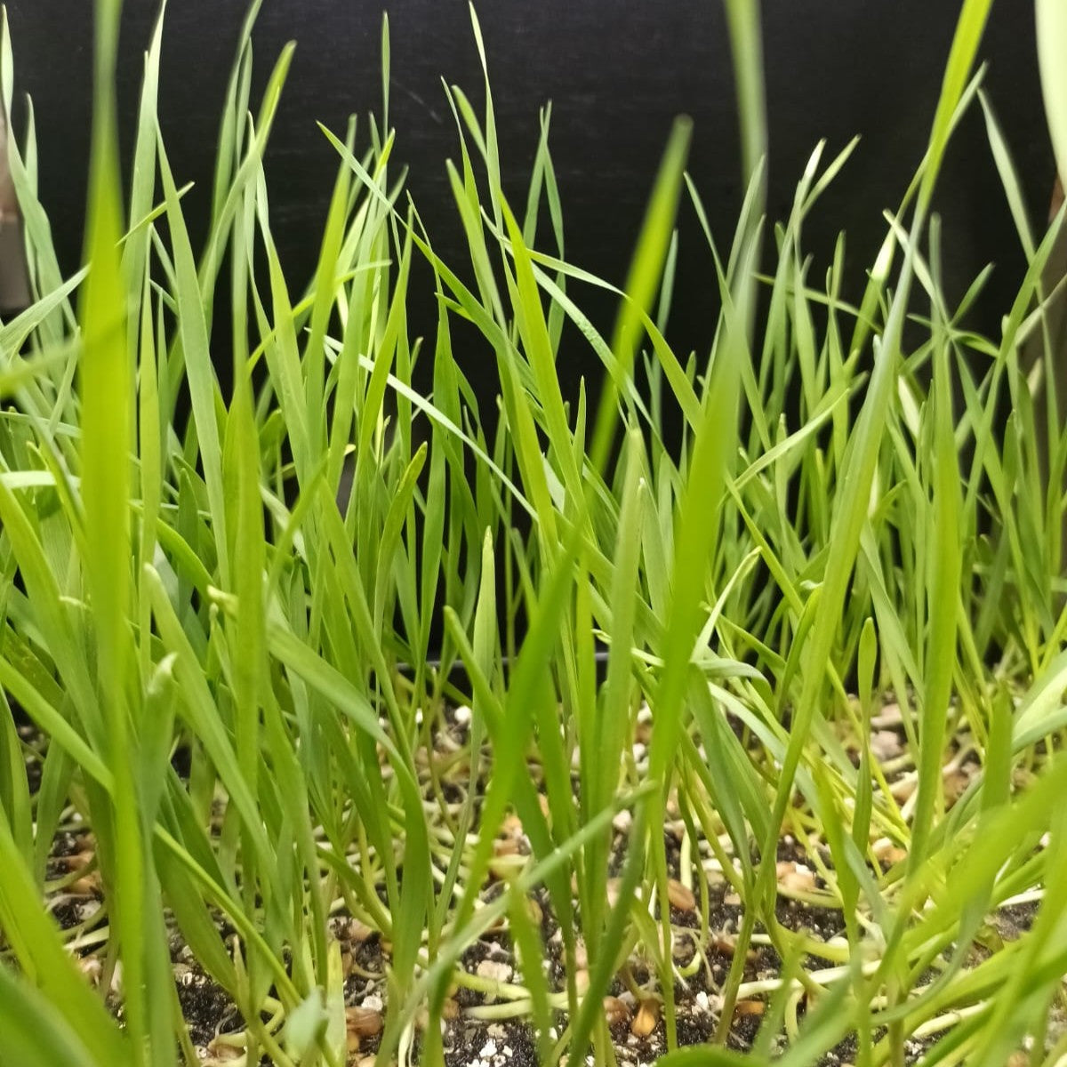 Wheatgrass Microgreen Seeds