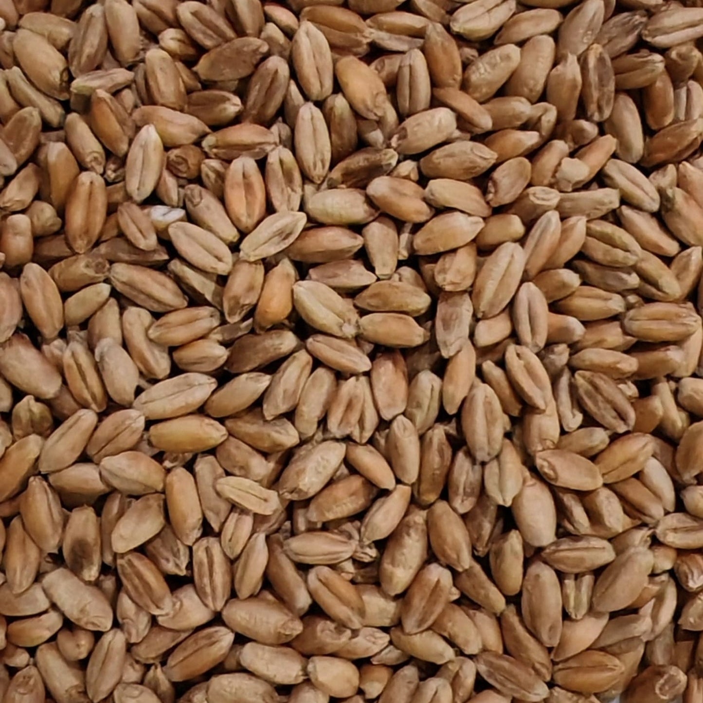 Wheatgrass Microgreen Seeds