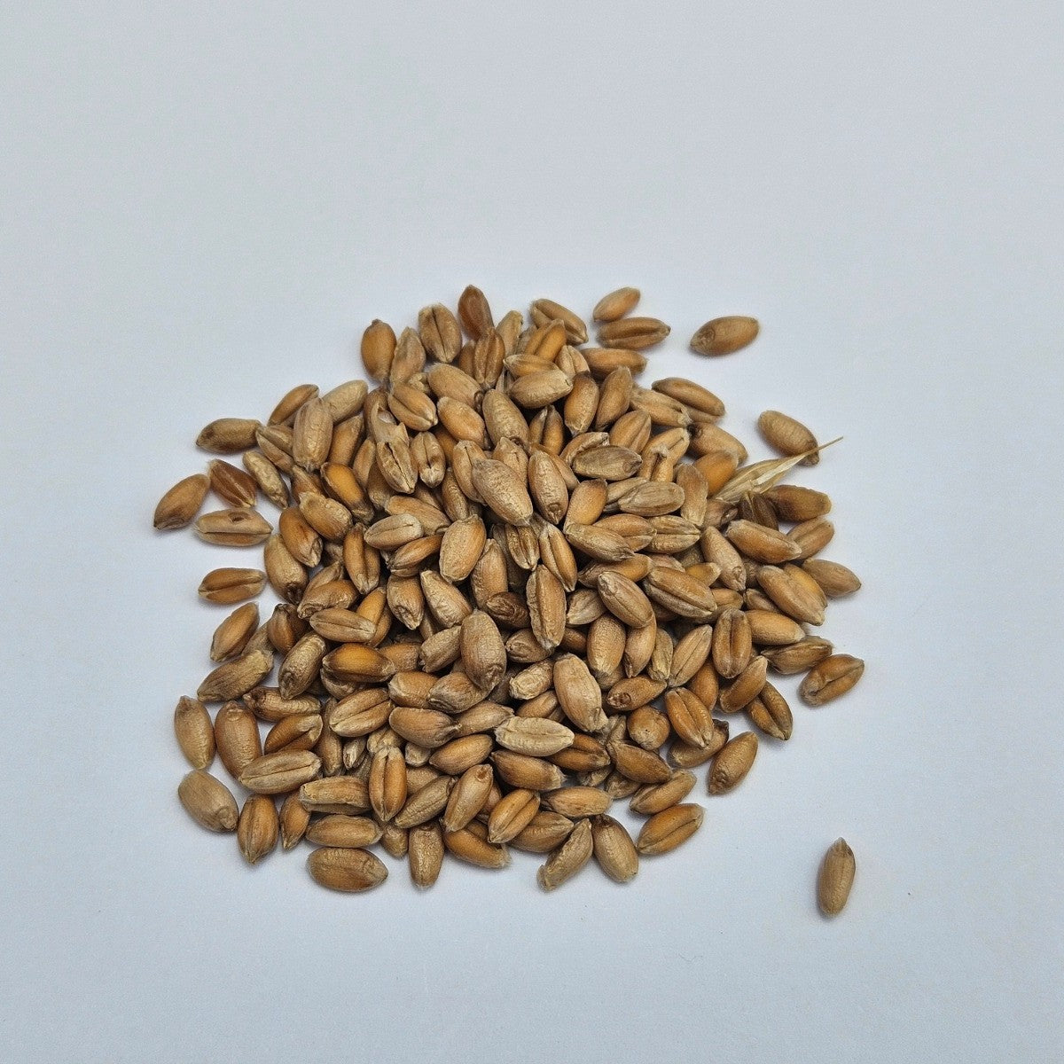 Wheatgrass Microgreen Seeds