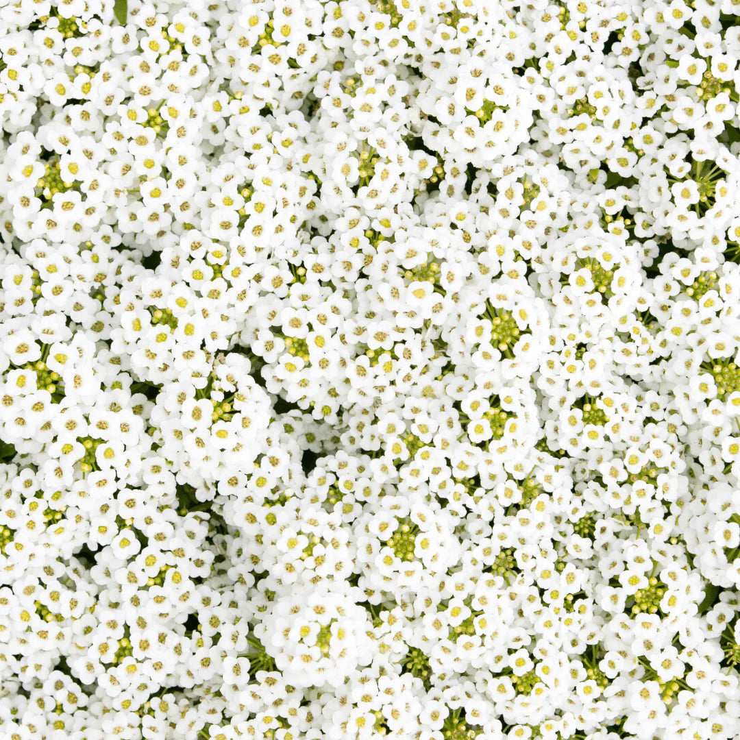 Alyssum Snow Cloth