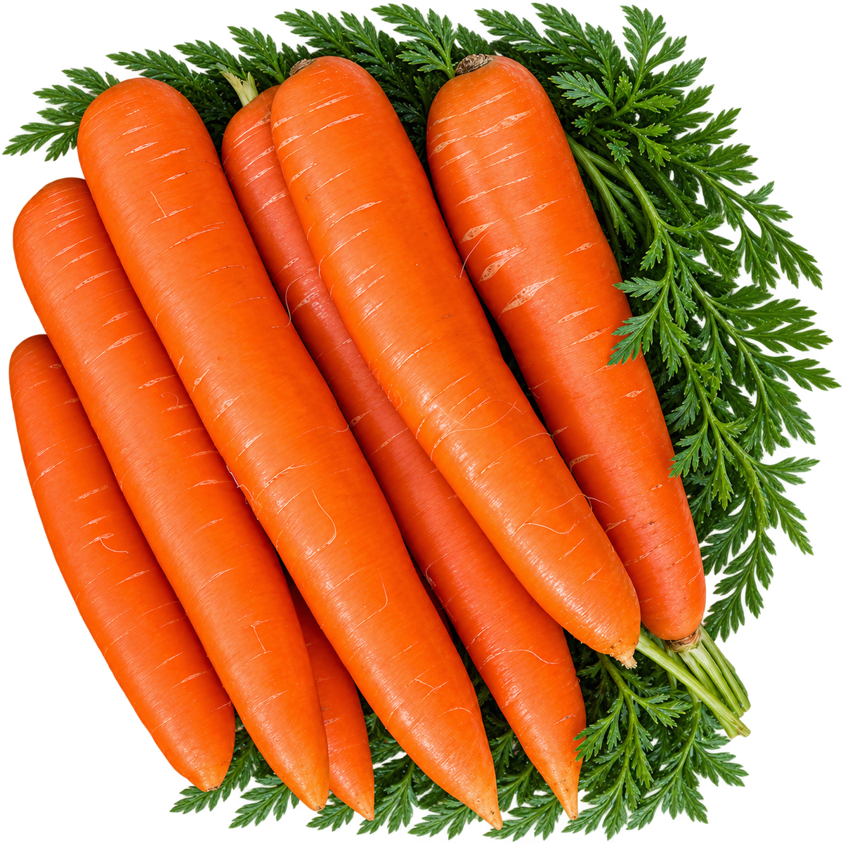 Carrot Cape Market