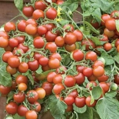 Tomato Cherry Falls