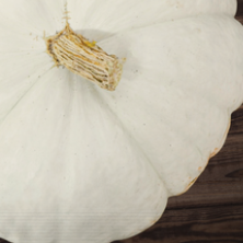 FW Boer VN Pumpkin