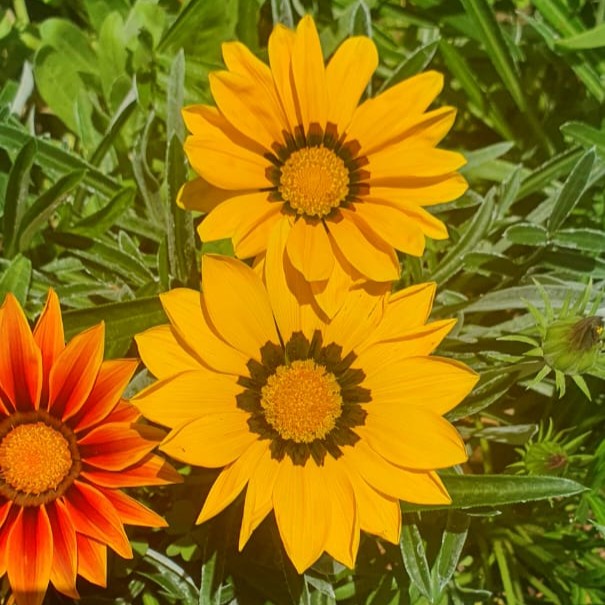 Gazania Kiss Frosty Yellow