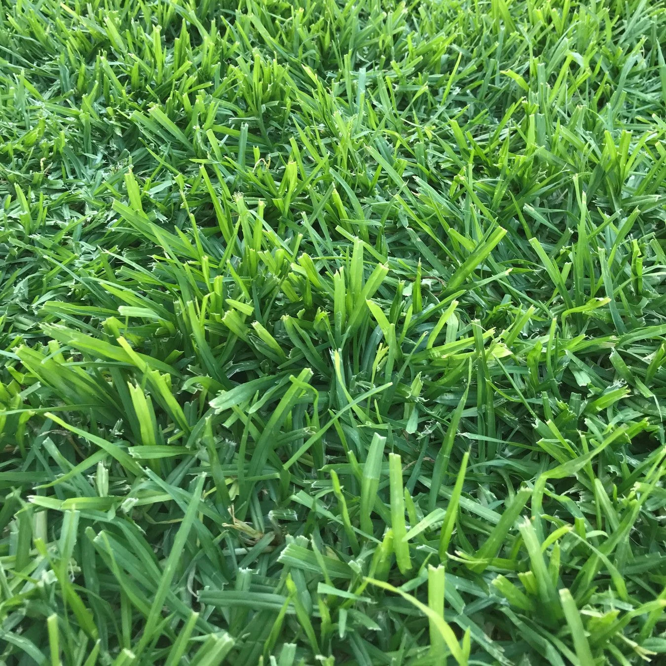 Kikuyu Whittet Coated Grass