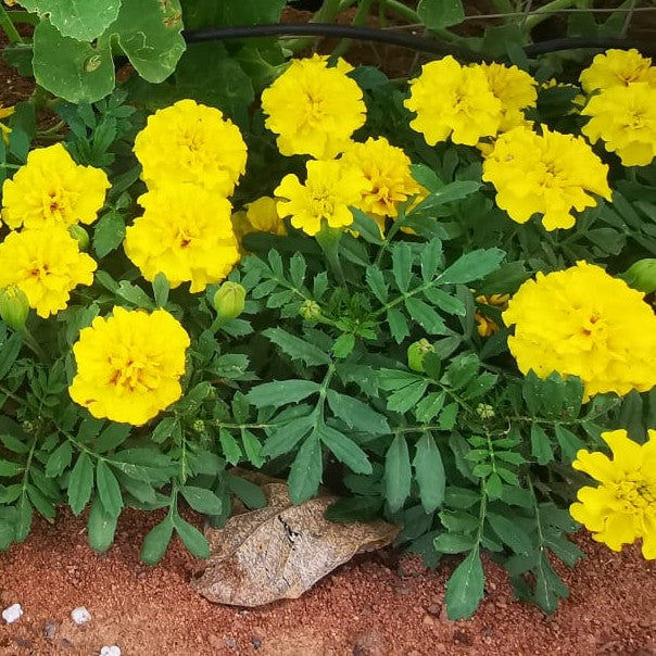 Marigold Hotpak Yellow