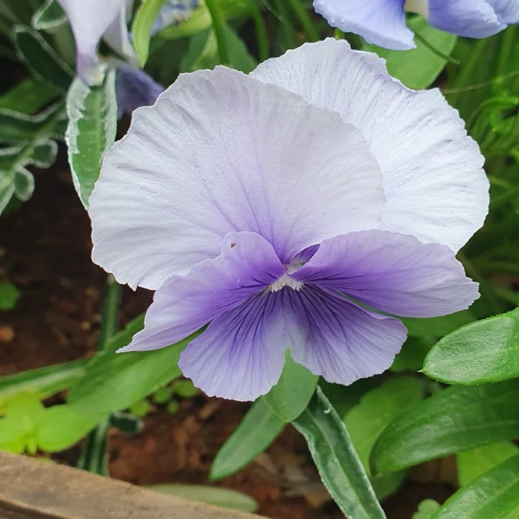 Pansy Punch Light Blue