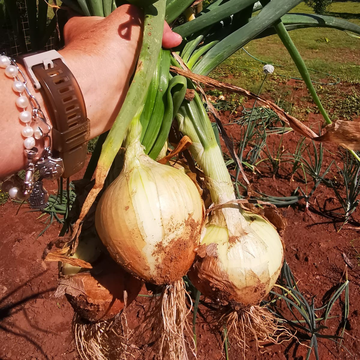Onion Texas Grano