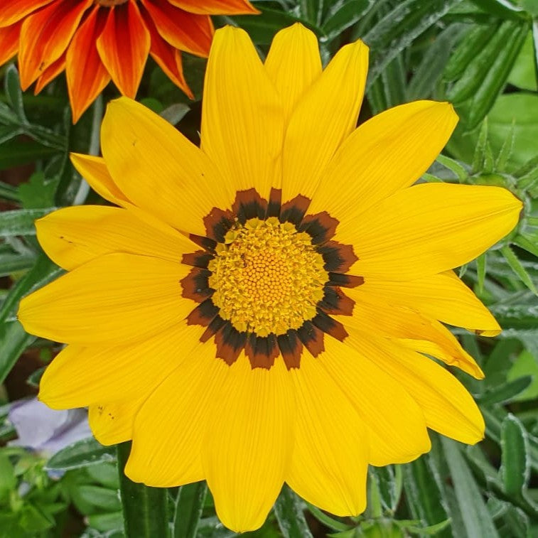 Gazania Kiss Frosty Yellow