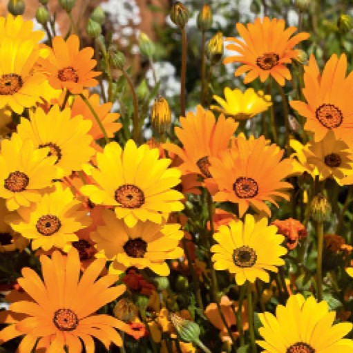 African Daisy Aurantiaca Mix